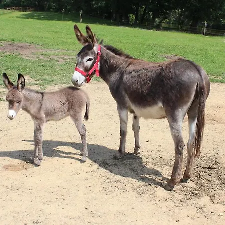 Romantic Mlyn Hotell